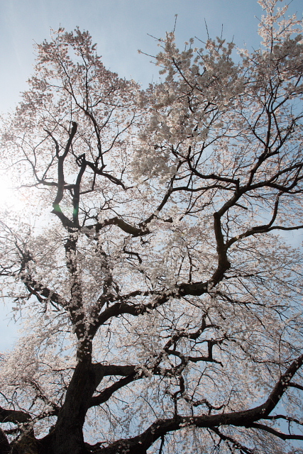 石塚桜Ⅰ.jpg